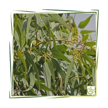 Ätherisches Eucalyptus Citriodoraöl